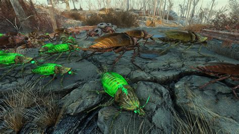 fallout 4 radmorph.